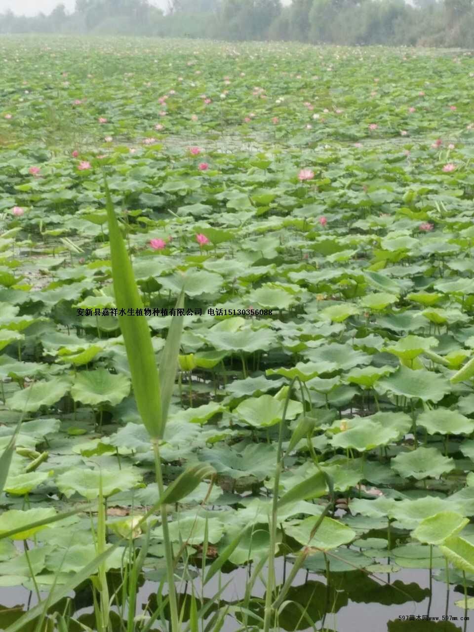 白洋淀荷花苗培育基地 精品荷花種苗大量銷售 品種純正