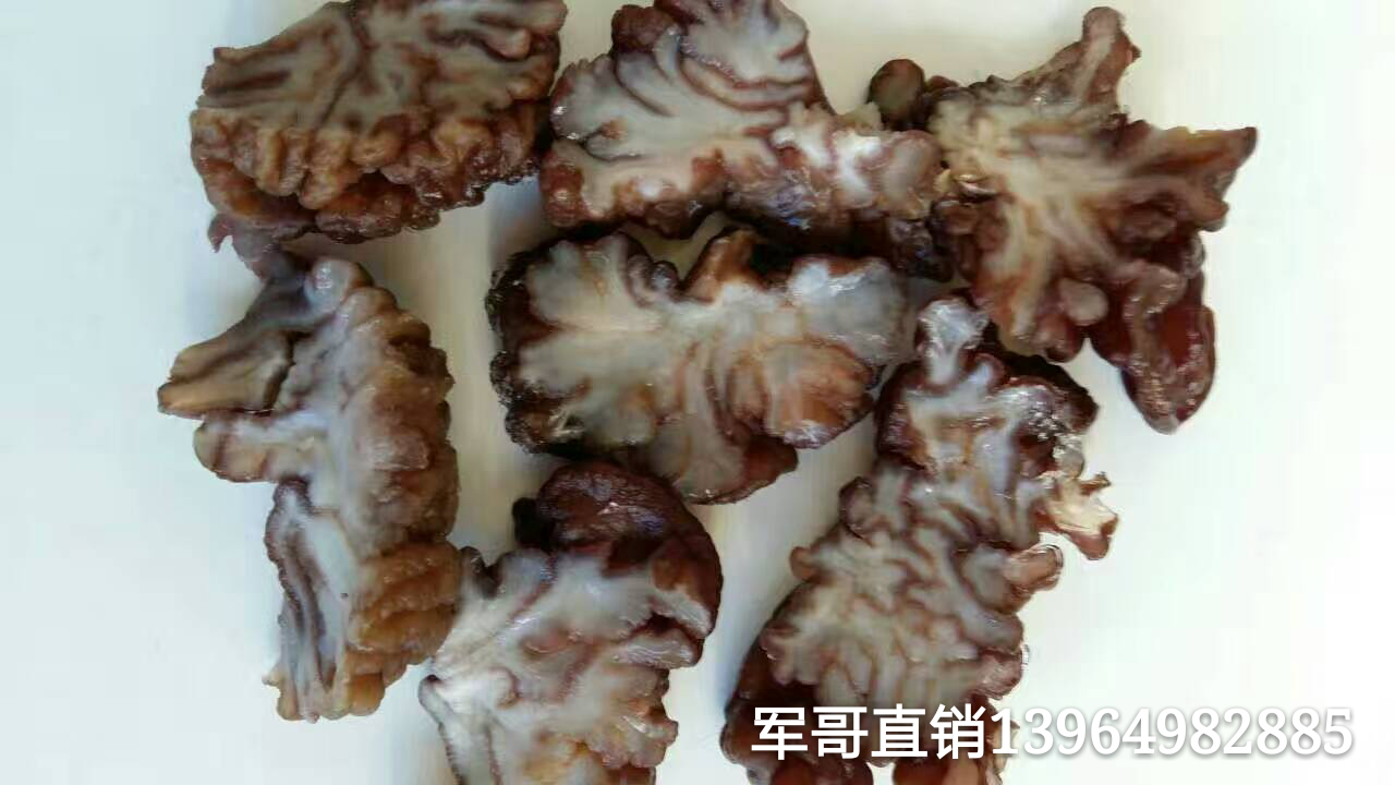 核桃菌 核桃菌 核桃菌出售核桃菌好货 核